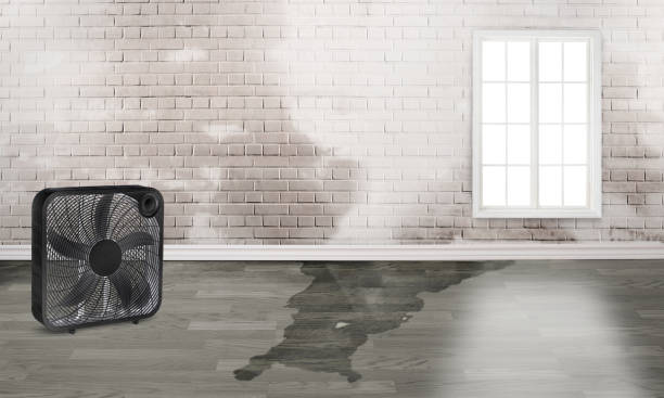 Best Mold removal after water damage  in Santa Rosa, TX