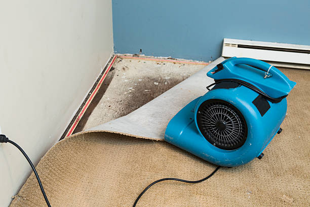 Best Ceiling water damage repair  in Santa Rosa, TX